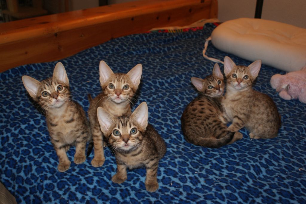 2023 Ocicat Kittens at KezKatz Cattery