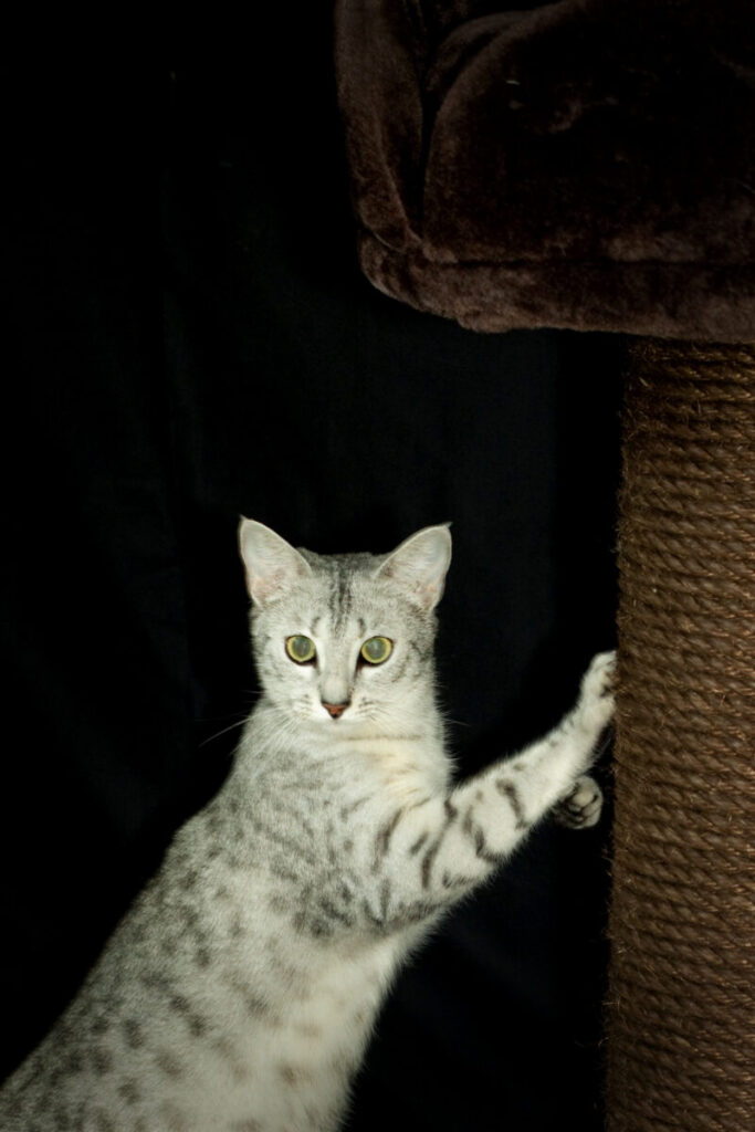 Cat Estrus Cycle The KezKatz Cattery